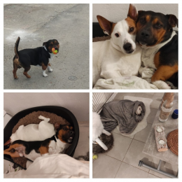 Joyce, djengo profile