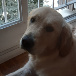 Pilou profile