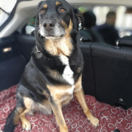 Rocco profile