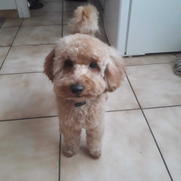 Roko profile