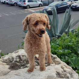César profile