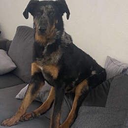 Vasco profile