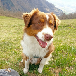 Sacha profile