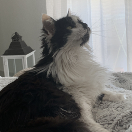 Ambre profile