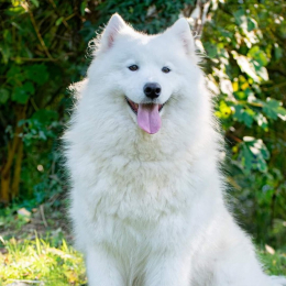 Coton profile