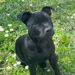 Ulysse profile