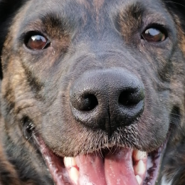 Doggo profile