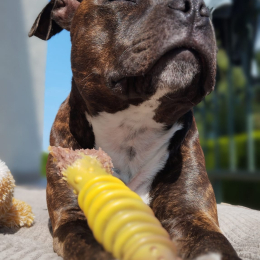 Vicko profile