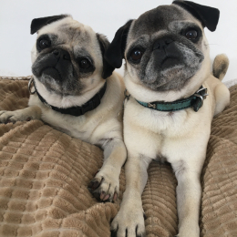 Funky et muffin profile