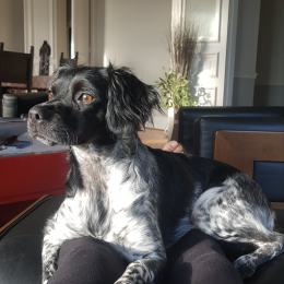 Ollie profile