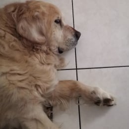 Hogan profile