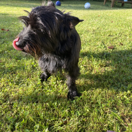 Milo profile