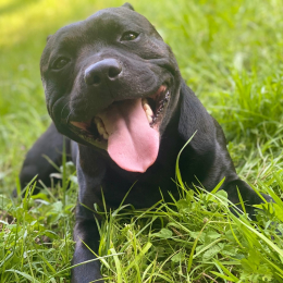 Pogo profile