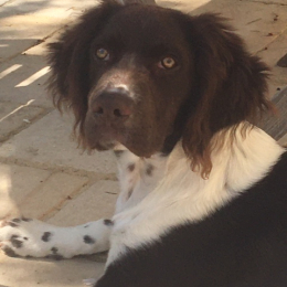 Koby profile