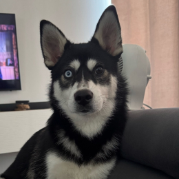 Loki profile