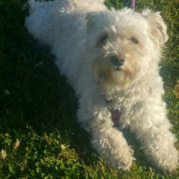 Millie profile