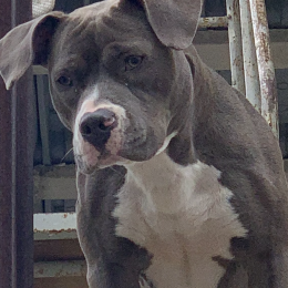 Marie profile