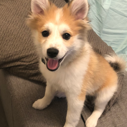 Pablo profile