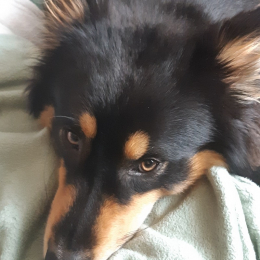 Sisko profile