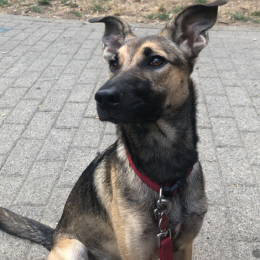 Agata profile