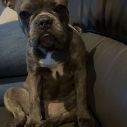 Vaya profile