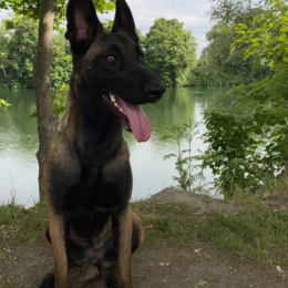 Nalla profile