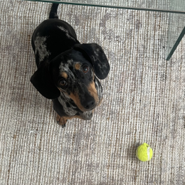 Léon profile
