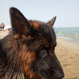 Doggo profile