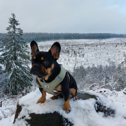 Fonzy profile