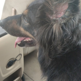 Soka profile