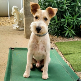 Milou profile
