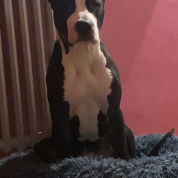 Narcos profile