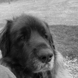 Maé profile