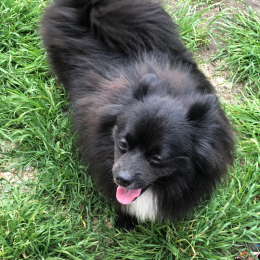 Oreo- tooty - laika - olympe profile
