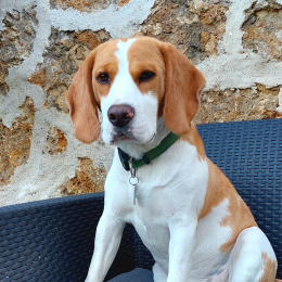 Doggo profile