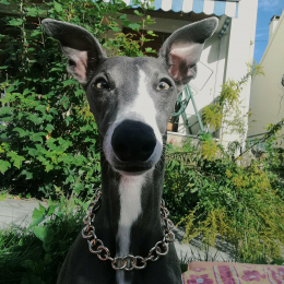 Faust profile