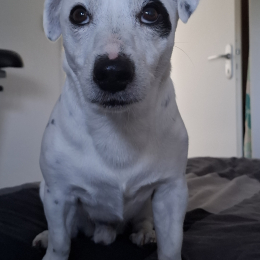 Oggy profile