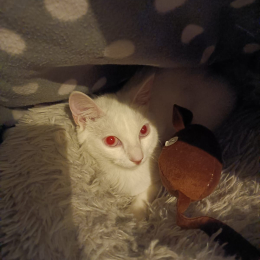 Nelly profile