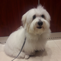 Snoopy profile