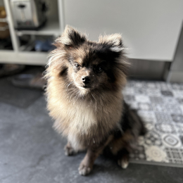 Umacc profile
