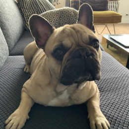 Snoop profile
