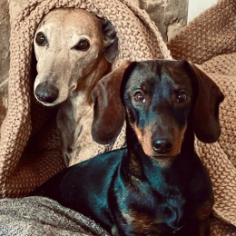 Faune & ralph ( 1 levrier et 1 teckel ) profile