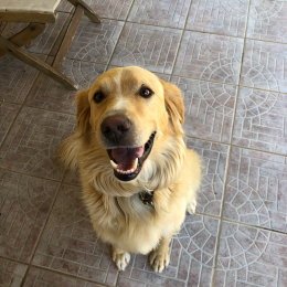 Tyson profile