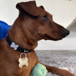 Polka profile
