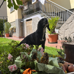 Ettore profile
