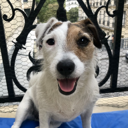Suzie profile