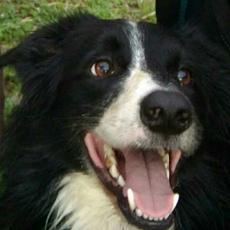 Bibou profile