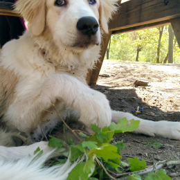 Marley profile
