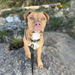 Végéta profile