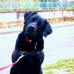 Olga profile